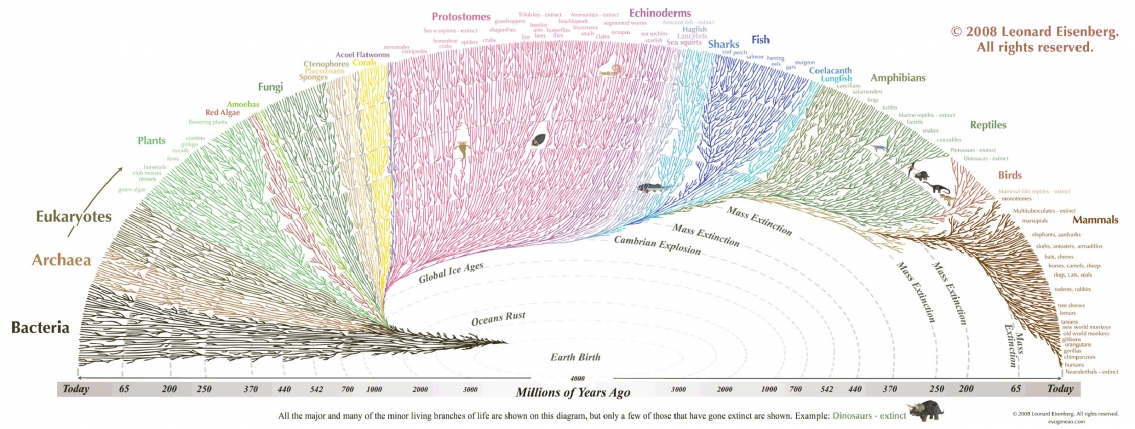 The Great Tree of Life Infographic The Great Tree of Life Infographic