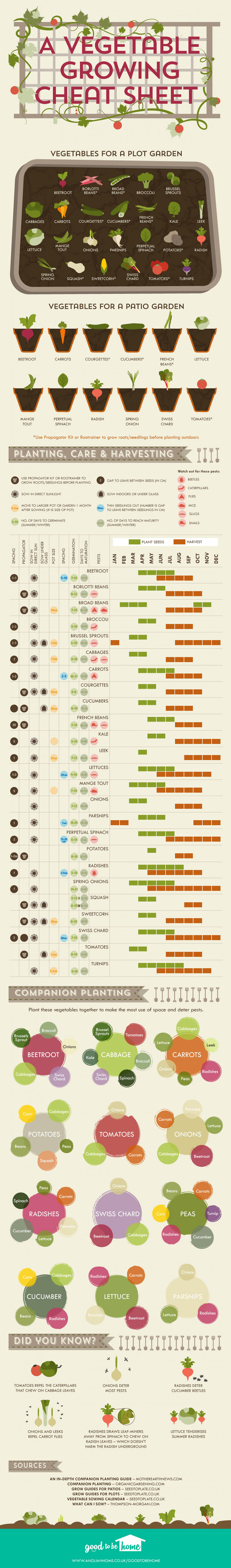 Vegetable Growing Cheat Sheet Infographic