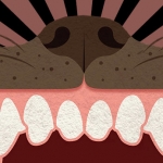Bully Sticks and Dog’s Dental Health