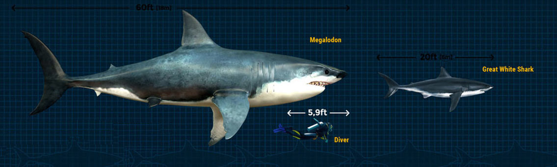 Megalodon Shark Infographic