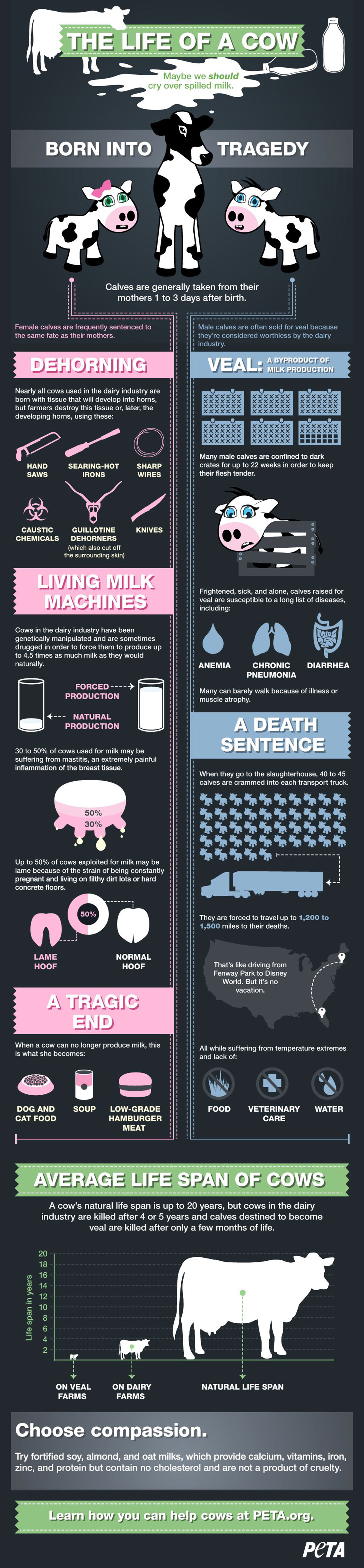 The Life of A Cow - Animals Infographic
