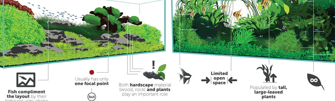 Complete Guide to Aquascaping Styles