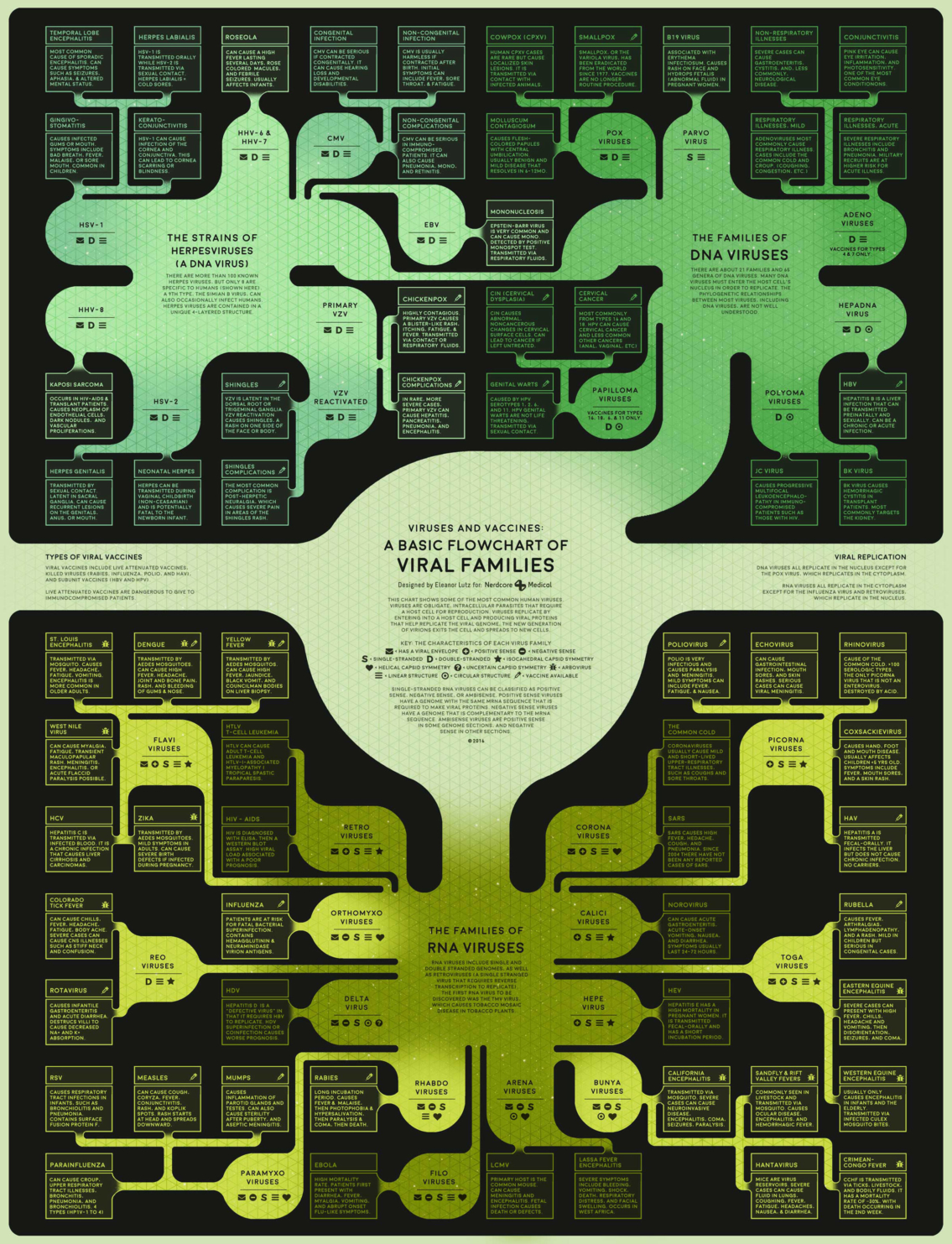 Different Types of Viruses in Biology Flowchart Infographic