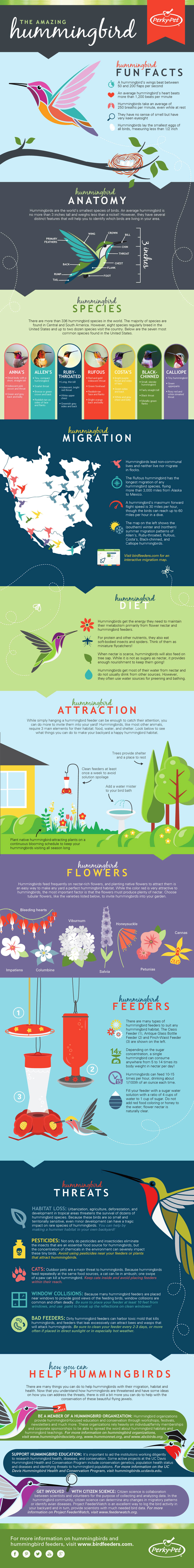 Fun Facts about Hummingbirds - Bird Infographic