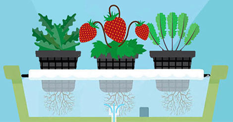 Growing Food with Indoor Hydroponic Vegetable Garden 